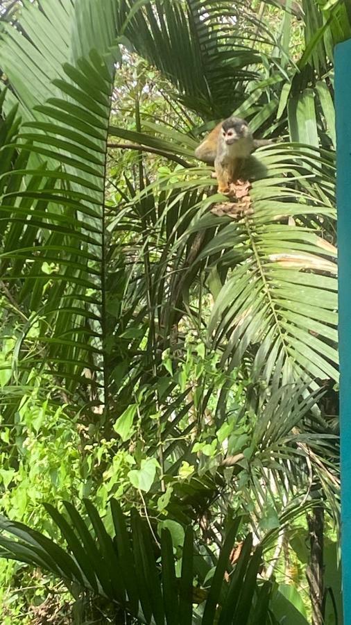 The Jungle Container Bed and Breakfast Quepos Εξωτερικό φωτογραφία